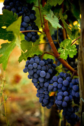 das beste weinlexikon