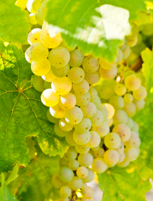 das beste weinlexikon