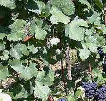 Schwarzriesling oder Müller-Rebe Rebsorten Schwarzriesling